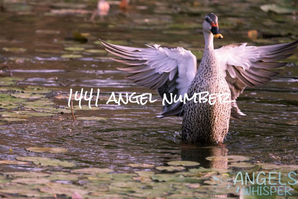 1441 angel number